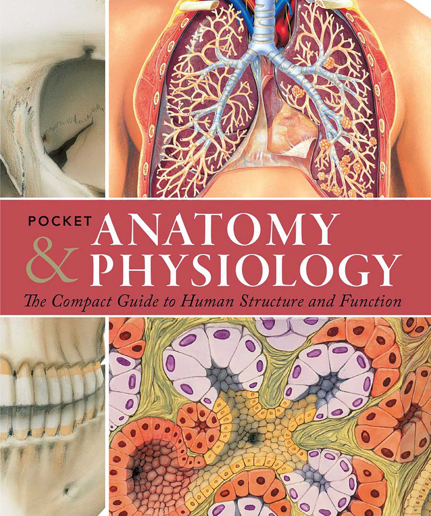 Human anatomy and physiology